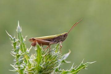 Green grasshopper (Chorthippus parallelus) sitting on a prickly thistle by Mario Plechaty Photography