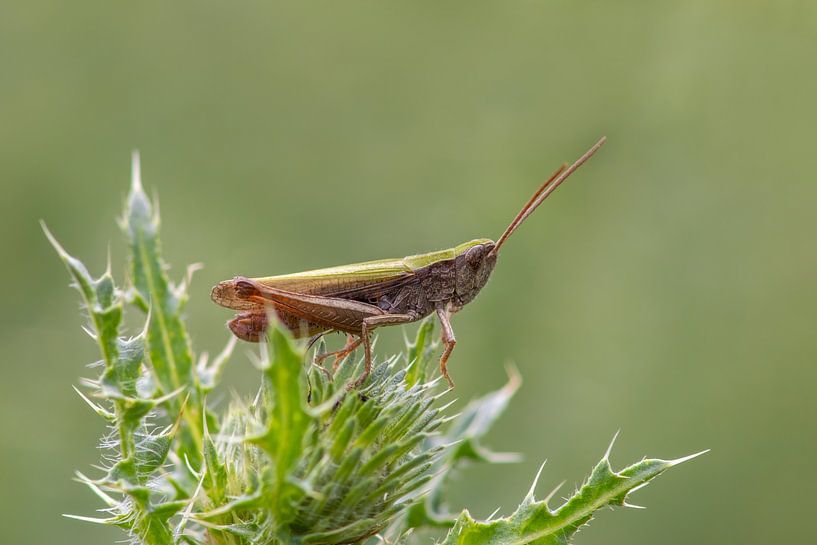 Groene sprinkhaan (Chorthippus parallelus) zittend op een cactusdistel van Mario Plechaty Photography