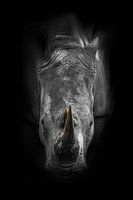 Impression de rhinocéros sur fond noir
