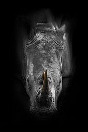 Rhinoceros print with black background by Mark van Dellen