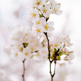 Kirschblüte in den Wolken von TIZFotografie