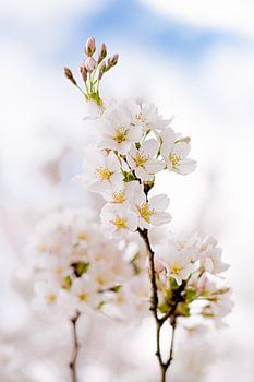 Kirschblüte in den Wolken