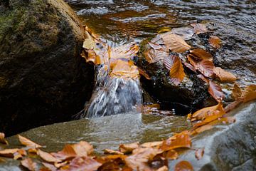 Autumn leaves in the stream