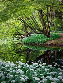 Reflection in the forest pond