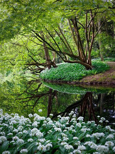 Spiegeling in het boswater