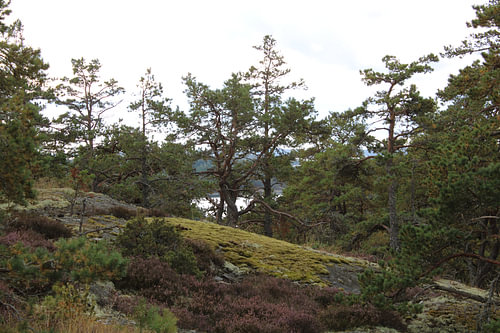 Amidst rocks and pine trees