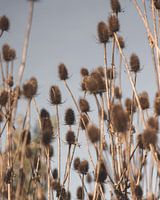 Autumn Branch Jerusalem artichoke