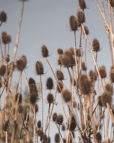 Herfst tak Kaardebol