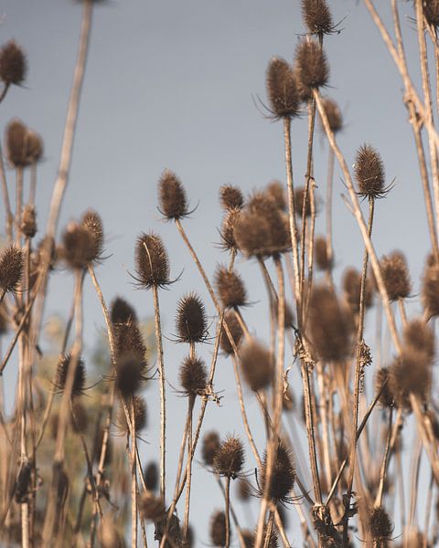 Branche d'automne du topinambour par Petrina Derksen
