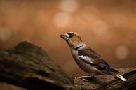 Appelvink van joas wilzing thumbnail