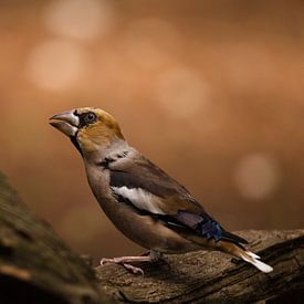 Hawfinch by joas wilzing
