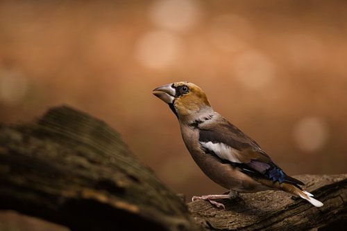 Appelvink van joas wilzing