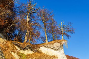 Trees on the chalk cliffs in autumn on the coast of the Baltic Sea a by Rico Ködder