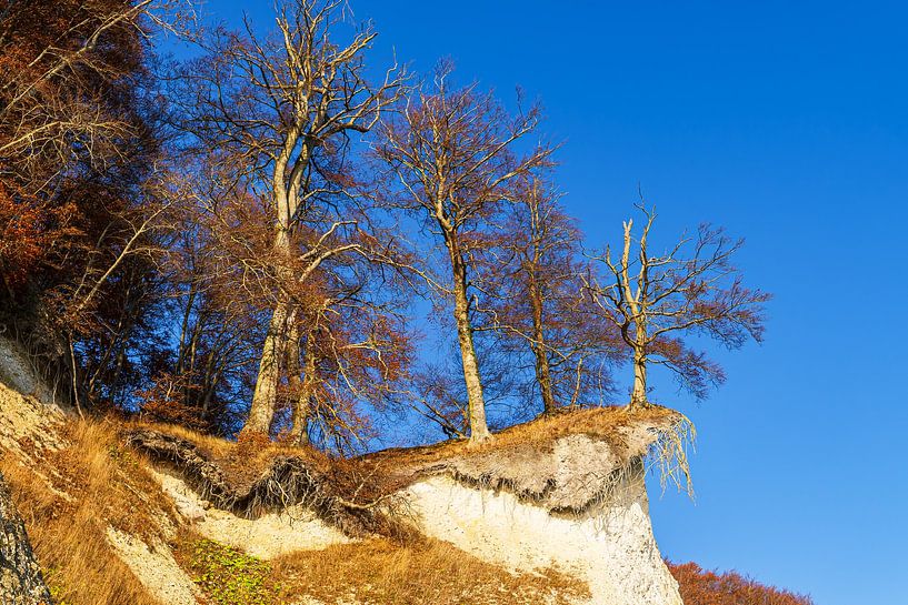 Bäume auf den Kreidefelsen im Herbst an der Küste der Ostsee a von Rico Ködder