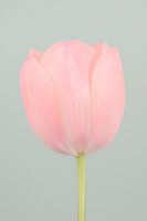 Soft pastel colours: A simple pink tulip with turquoise background