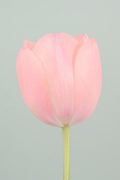 Zachte pastelkleuren: Een eenvoudige roze tulp met turquoise achtergrond van Marjolijn van den Berg