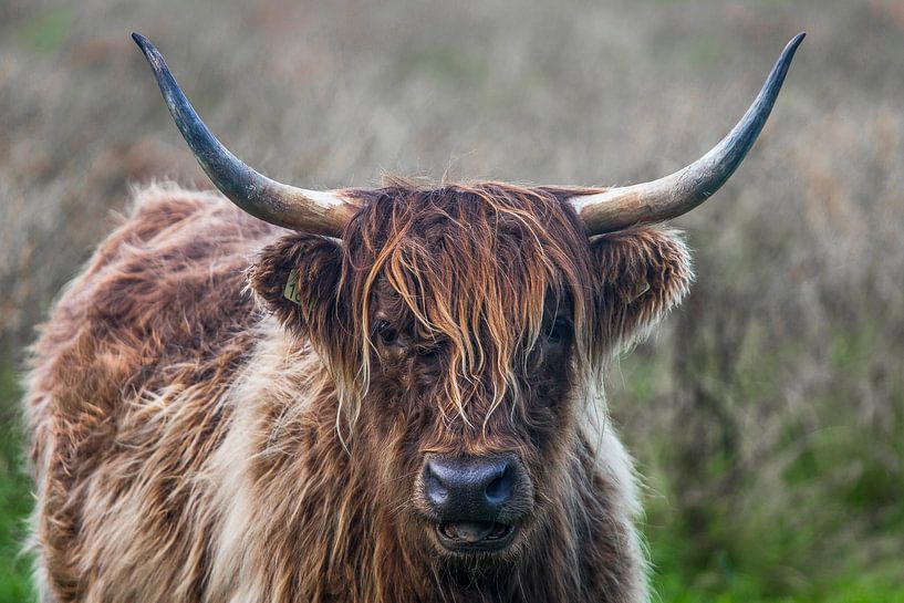 Scottish Highlander by Andre Brasse Photography
