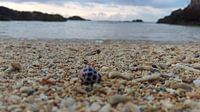 Lonely shell on Okinawa beach