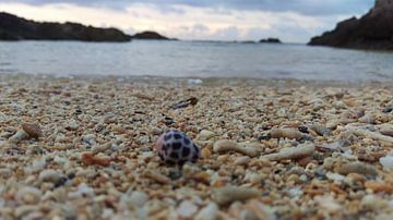 Lonely shell on Okinawa beach van Daniel Chambers