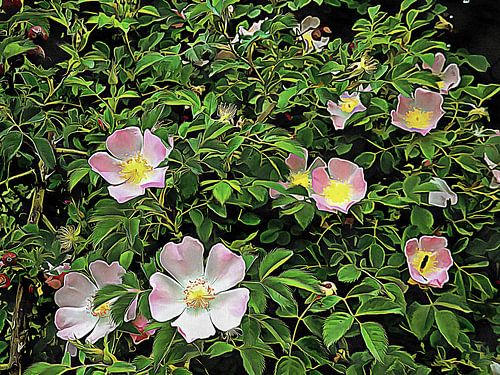 Zachtroze hondenroos