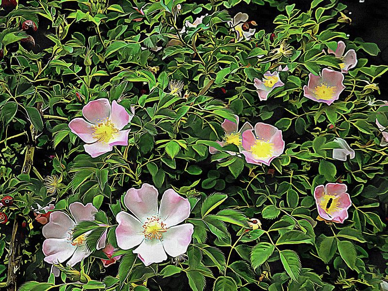 Soft Pink Dog Rose by Dorothy Berry-Lound