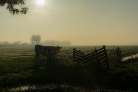 Lonely cow on a foggy morning