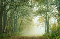Forêt d'automne avec avenue dans le brouillard par Peter Bolman Aperçu