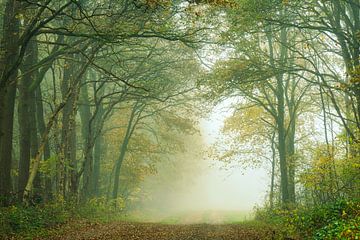 Autumn forest with avenue in the fog