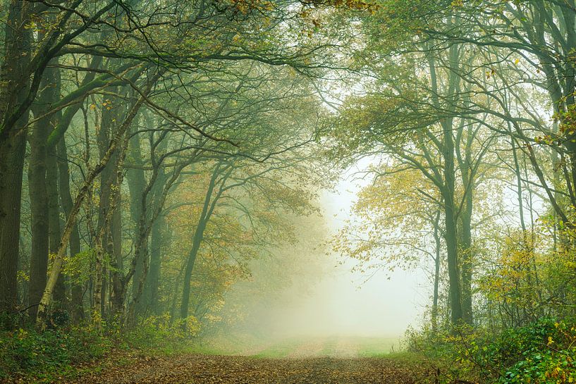 Forêt d'automne avec avenue dans le brouillard par Peter Bolman
