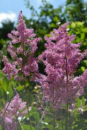 Spirea