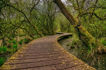 Wooden causeway through the forest by Joran Quinten