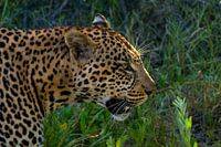Leopard in Nahaufnahme