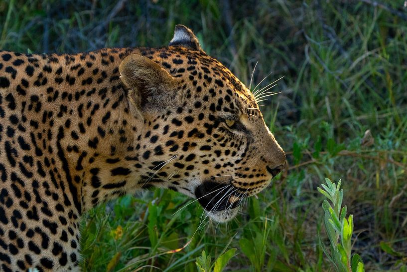 Leopard in Nahaufnahme von Johannes Jongsma