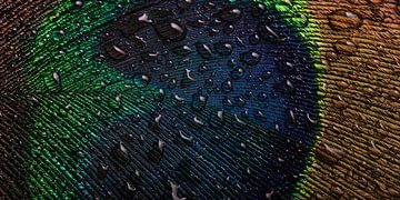 Pauwblauw abstract: Druppeltjes op een stukje van een pauwenveer van Marjolijn van den Berg