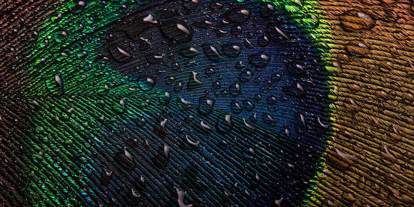 Pauwblauw abstract: Druppeltjes op een stukje van een pauwenveer van Marjolijn van den Berg