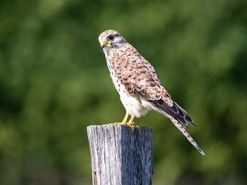 Een torenvalk houdt de wacht van Teresa Bauer