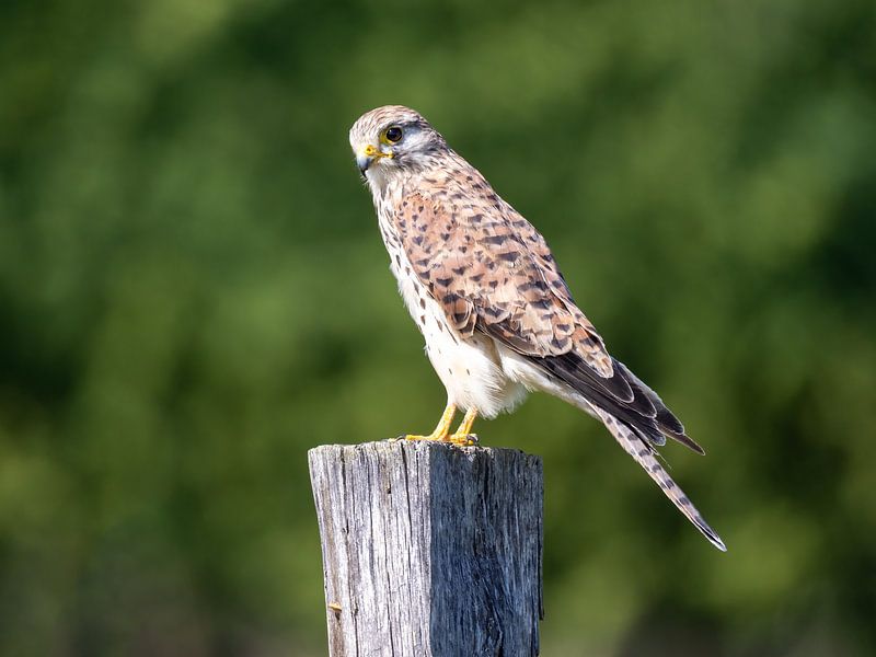 A kestrel keeps a lookout by Teresa Bauer