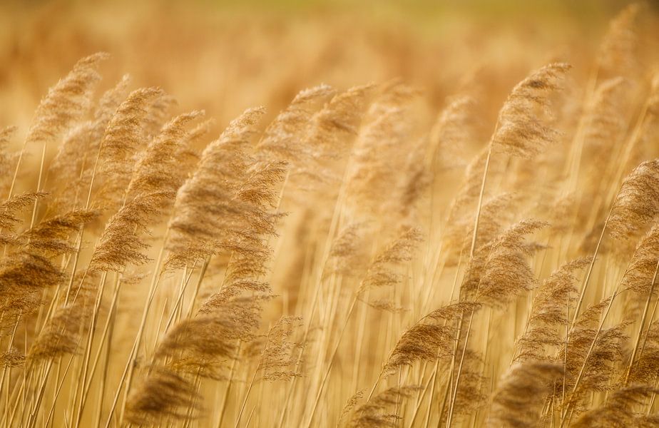 Zijdezacht riet