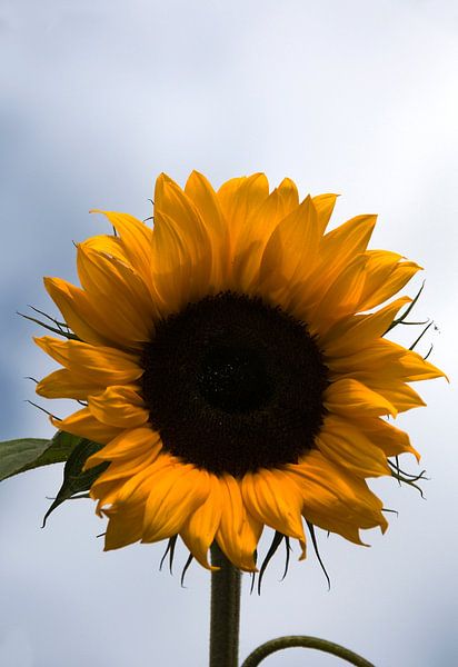sunflower against the blue sky by ChrisWillemsen