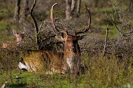 prächtiger Hirsch von Wesley Klijnstra