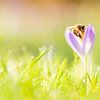 Bij op een crocus in de lente van John Goossens Photography