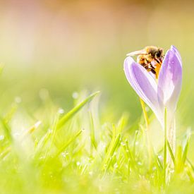 Bij op een crocus in de lente van John Goossens Photography