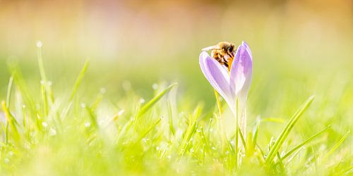Bij op een crocus in de lente van John Goossens Photography