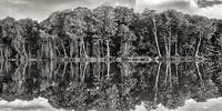 Panorama Mangroves Brunei