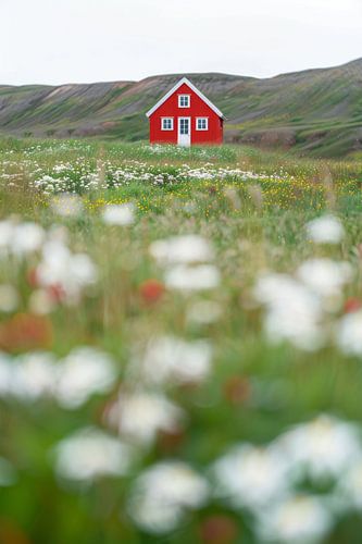 Een rood huis in een veld vol bloemen