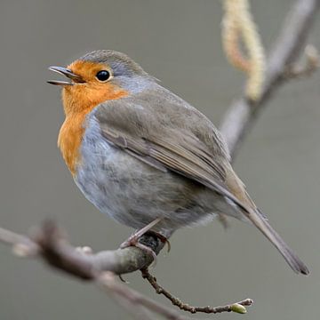 Robin ( Erithacus rubecula ) zingt zijn vrolijke lied, wildlife, Europa.