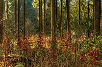 Forest 2