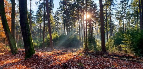 Herfstzon