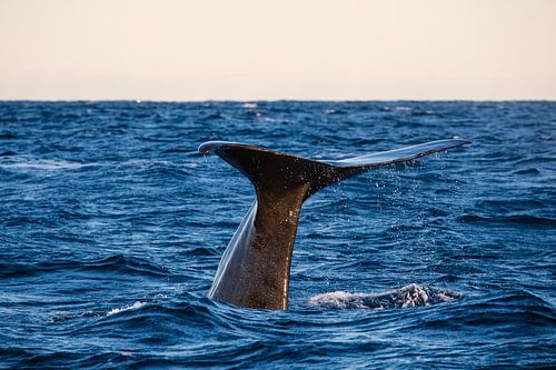Staart van een Potvis - Andenes, Vesterålen, Noorwegen