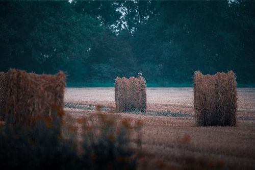Boerenlandschap met Buizerd